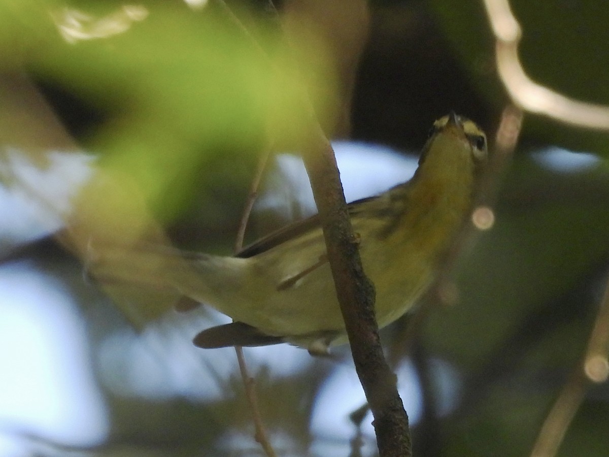 Blackburnian Warbler - ML646600072