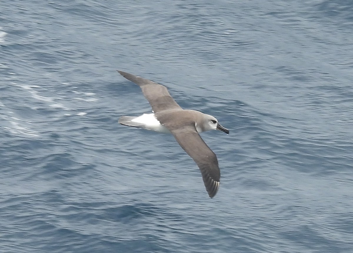 Gray-headed Albatross - ML646600073