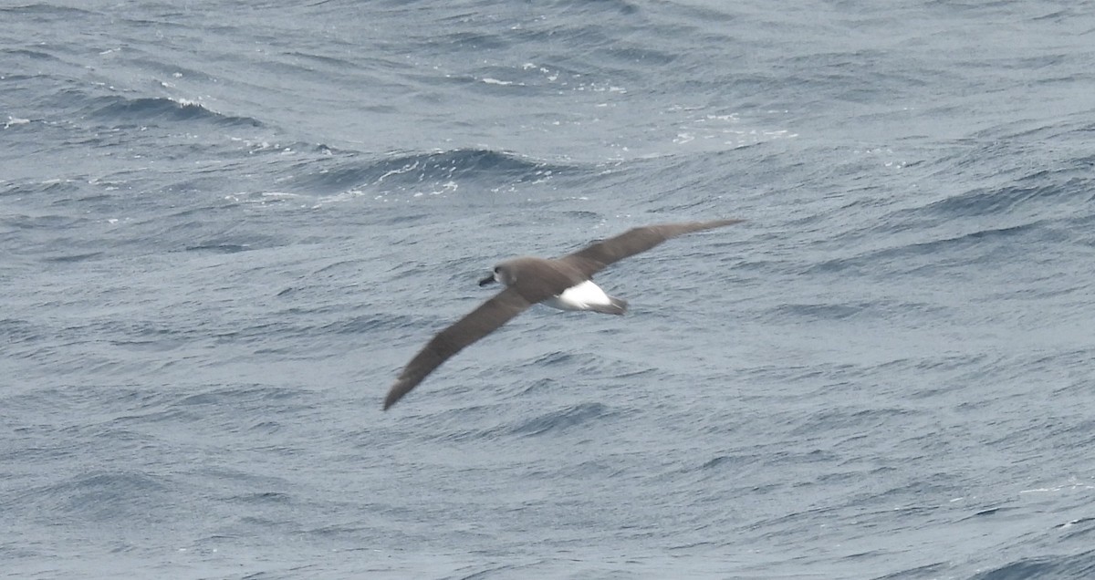 Gray-headed Albatross - ML646600074