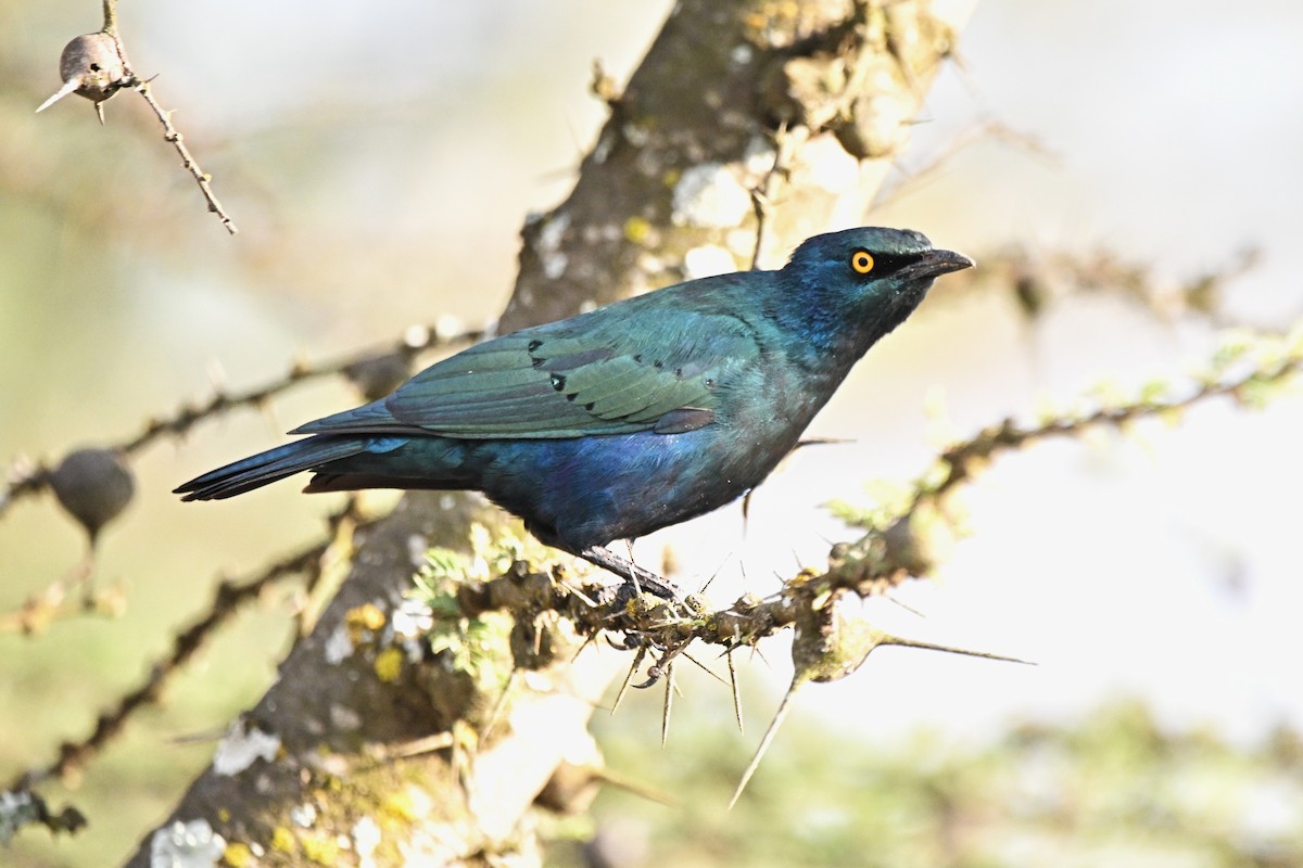 Greater Blue-eared Starling - ML646600076