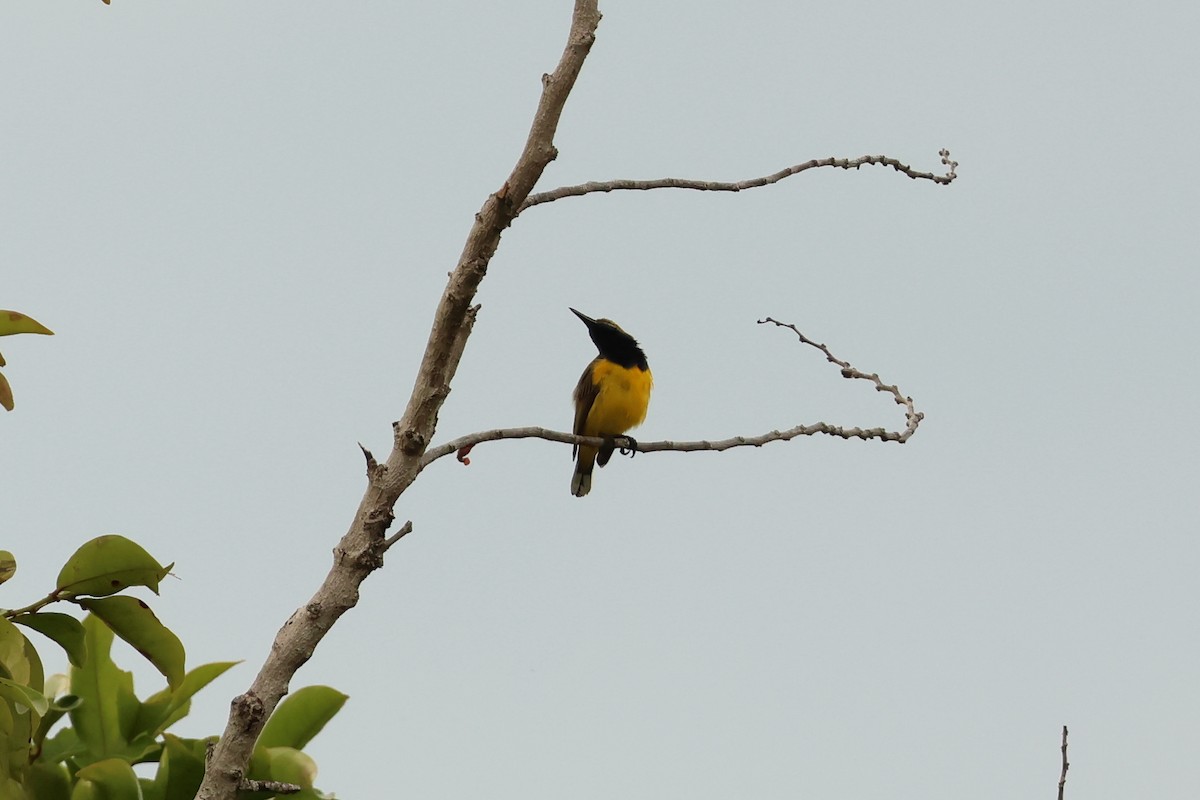 Sahul Sunbird - ML646600077