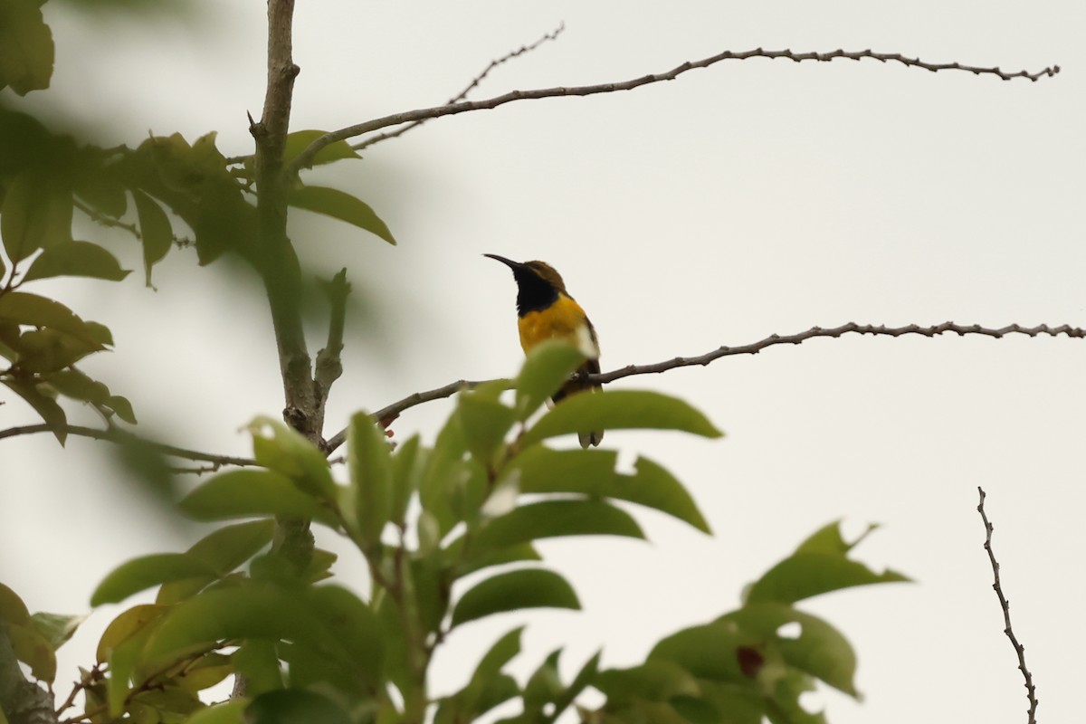 Sahul Sunbird - ML646600078