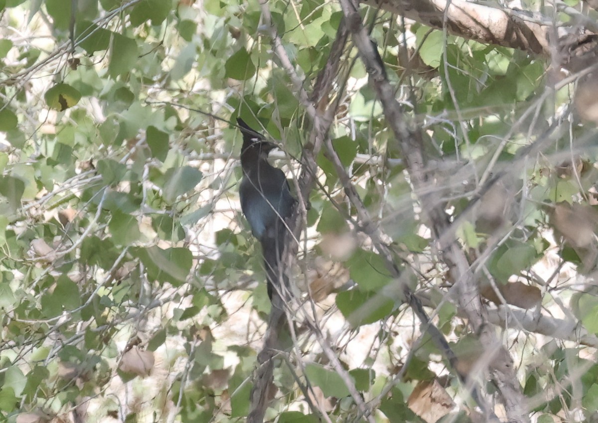 Steller's Jay (Southwest Interior) - ML646600080