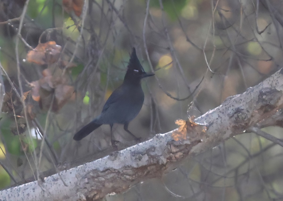 Steller's Jay (Southwest Interior) - ML646600081