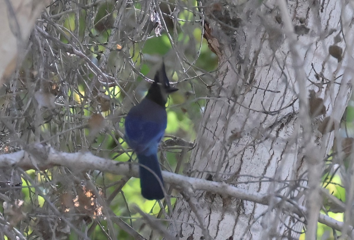 Steller's Jay (Southwest Interior) - ML646600082