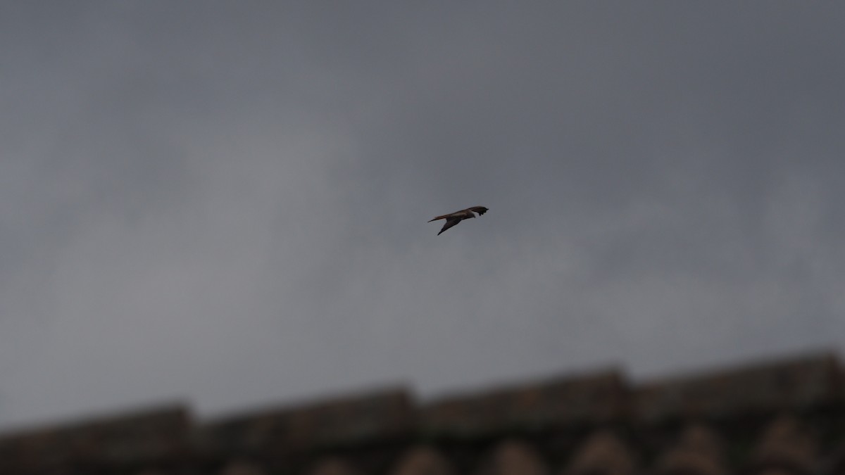 Red Kite - ML646600084