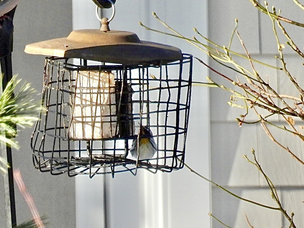 Yellow-throated Warbler - ML646600086