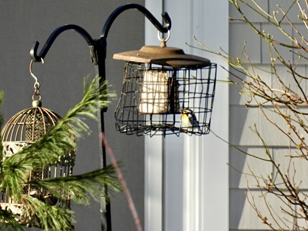 Yellow-throated Warbler - ML646600087