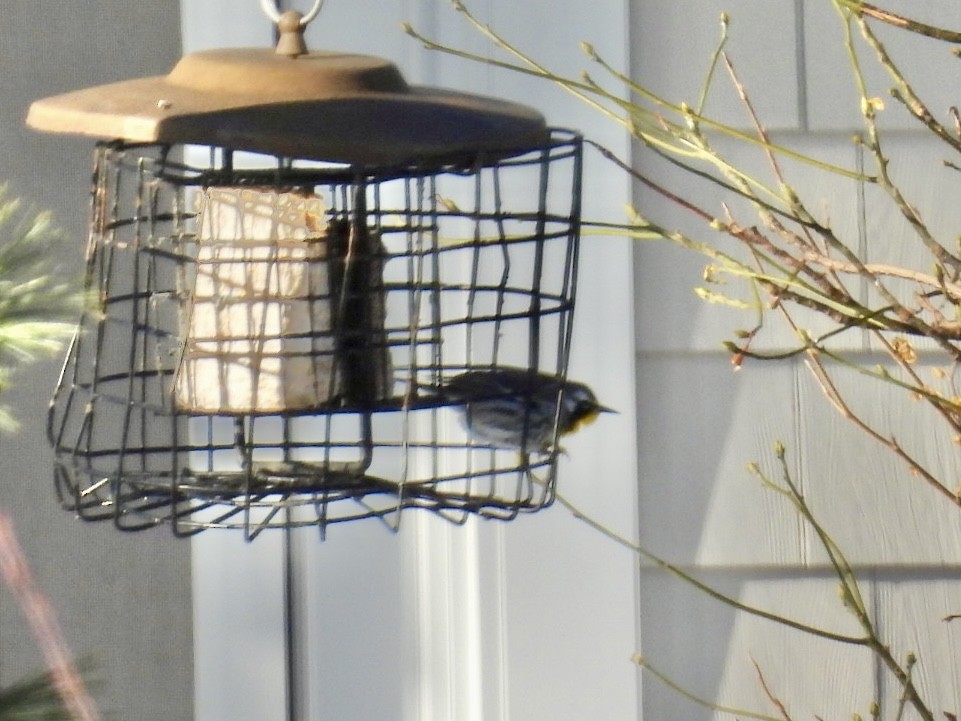 Yellow-throated Warbler - ML646600088