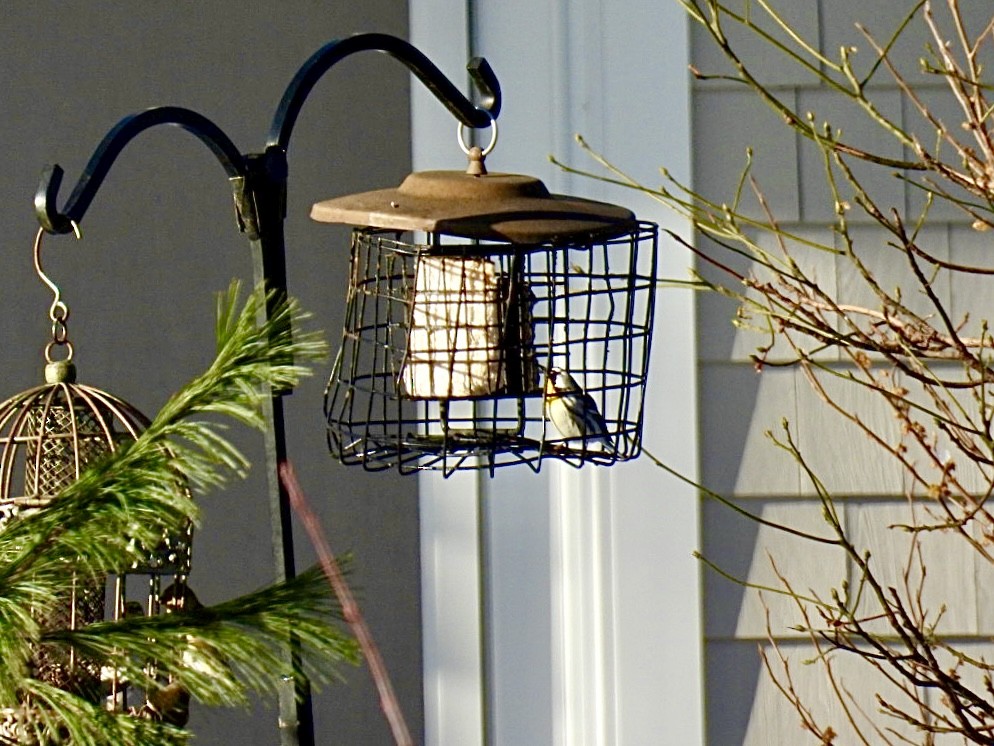 Yellow-throated Warbler - ML646600089