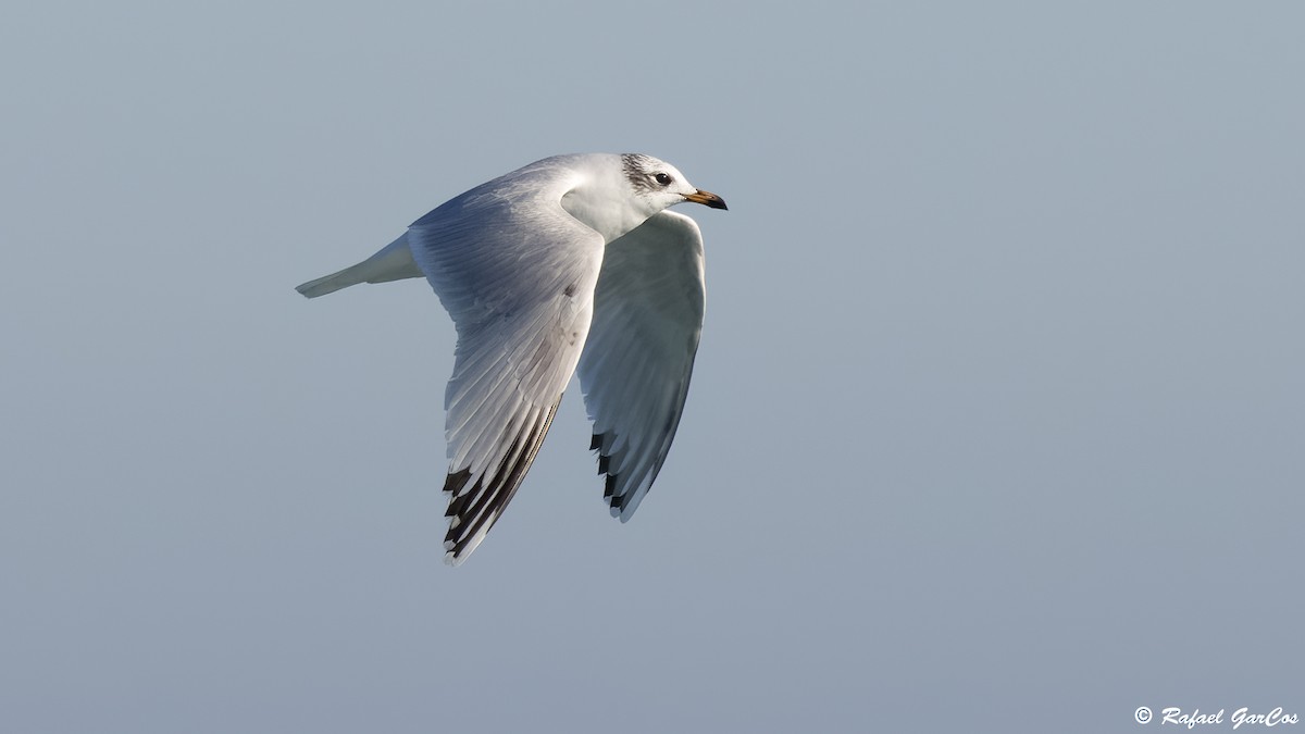 Mediterranean Gull - ML646600091