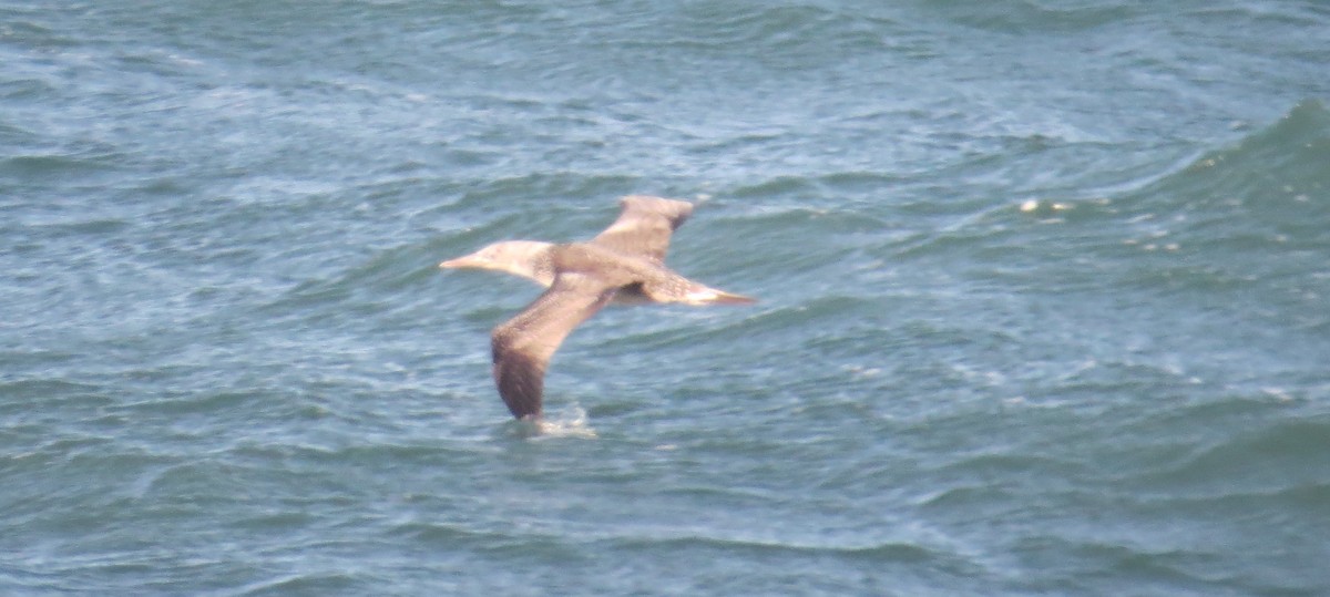 Northern Gannet - ML646600092