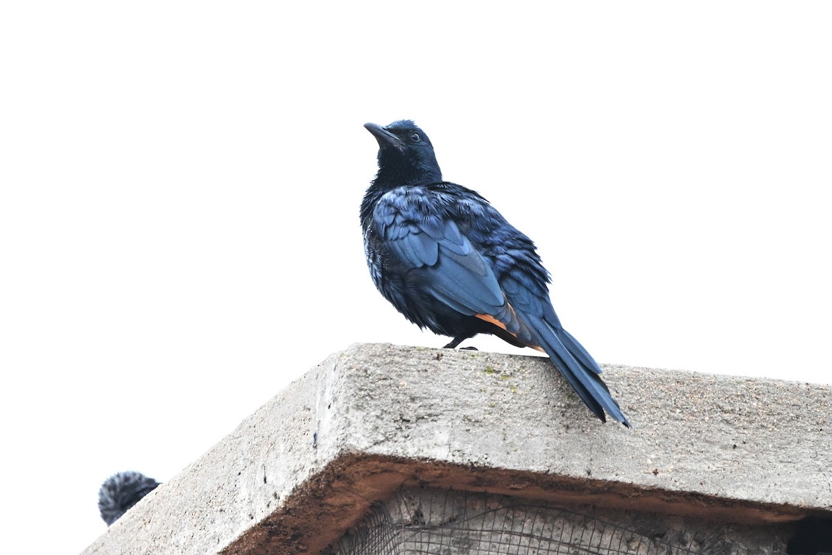 Rotschwingenstar - ML646600093