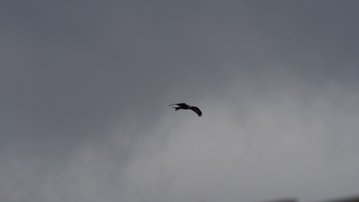 Red Kite - ML646600094