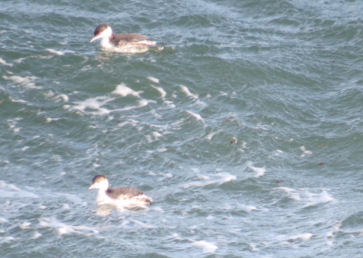 Horned Grebe - ML646600097
