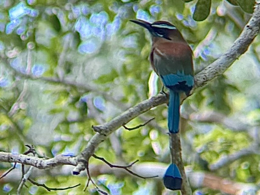 Turquoise-browed Motmot - ML646600098