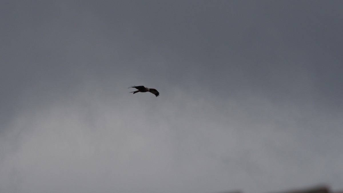 Red Kite - ML646600100