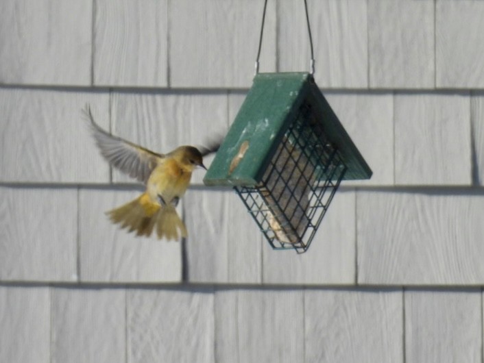 Baltimore Oriole - ML646600102