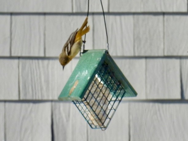 Baltimore Oriole - ML646600103