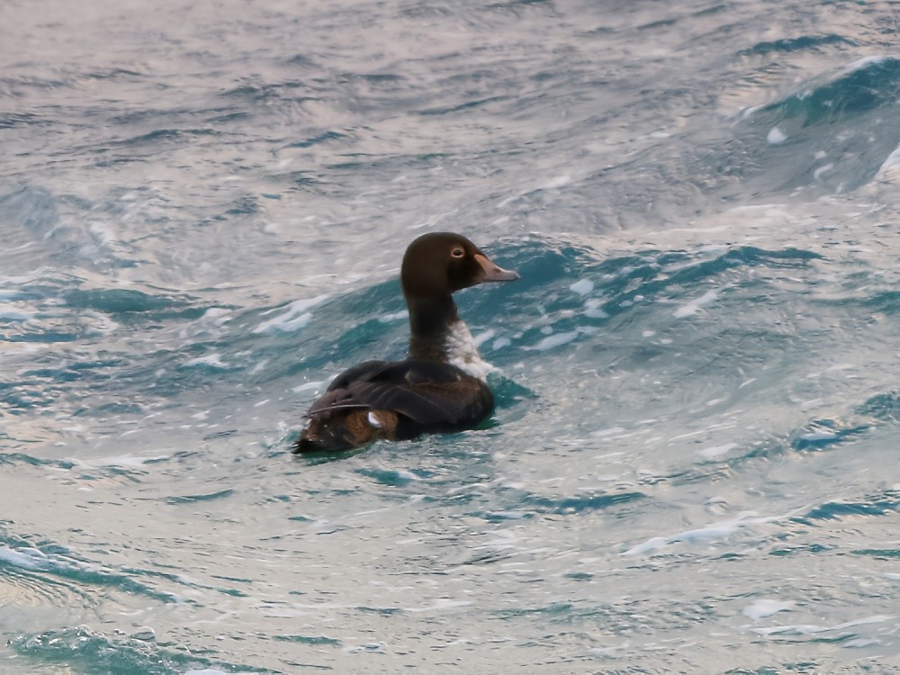 King Eider - ML646600105