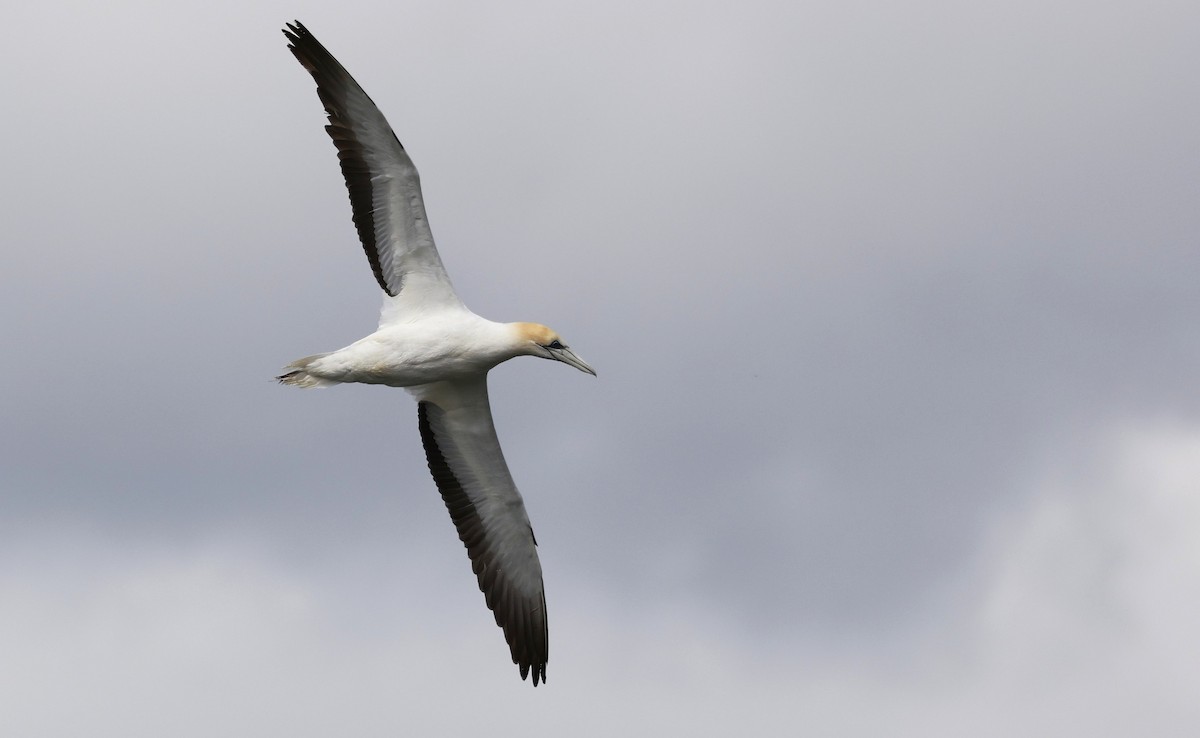 Australasian Gannet - ML646600108