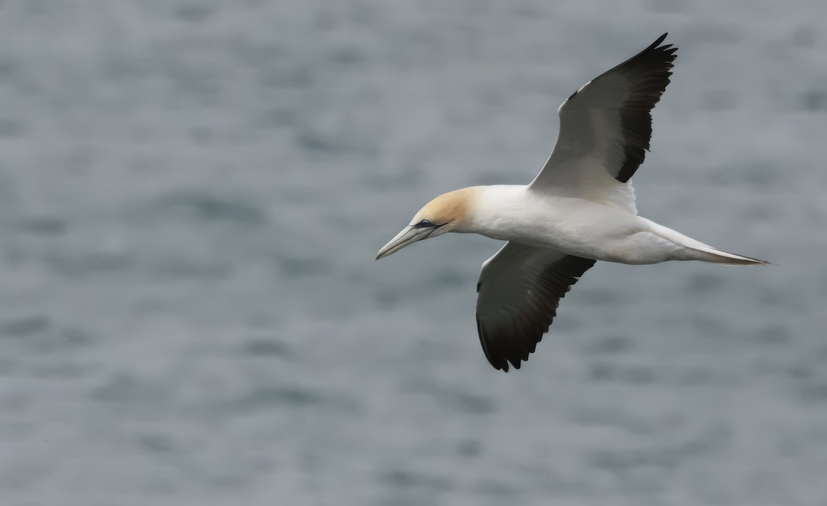 Australasian Gannet - ML646600109