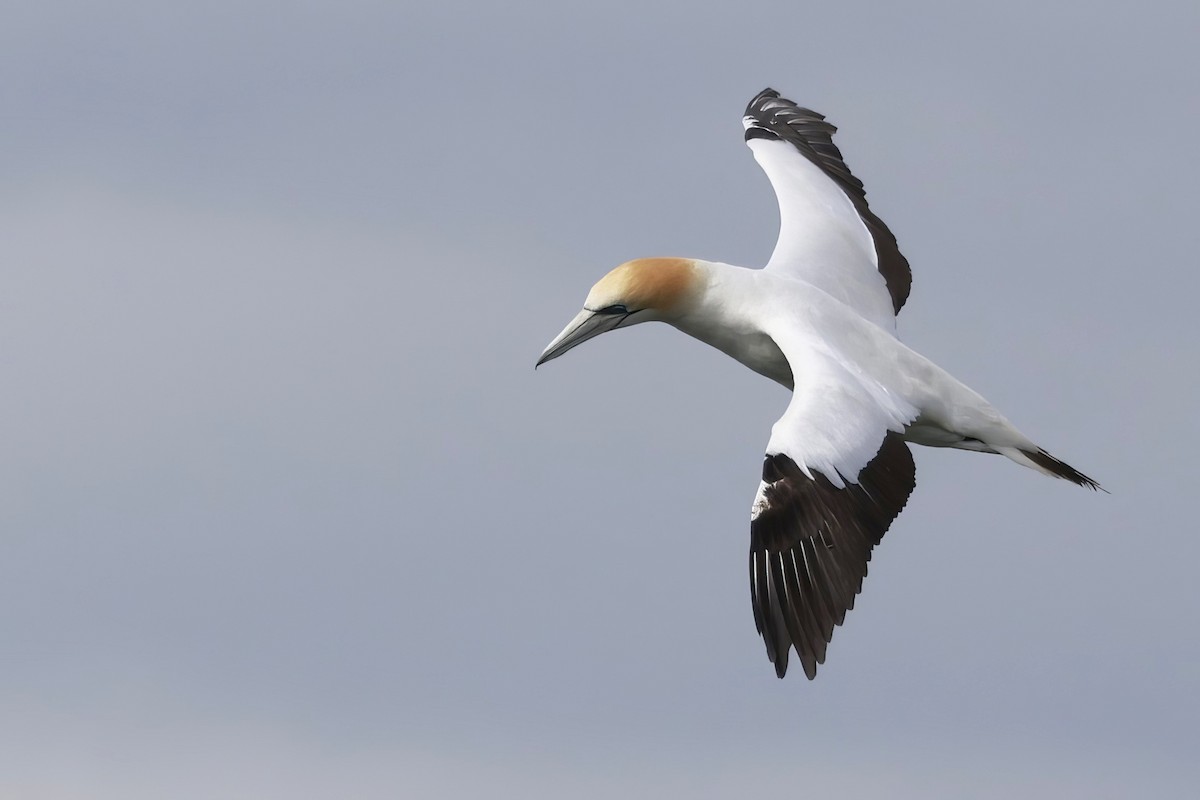 Australasian Gannet - ML646600110