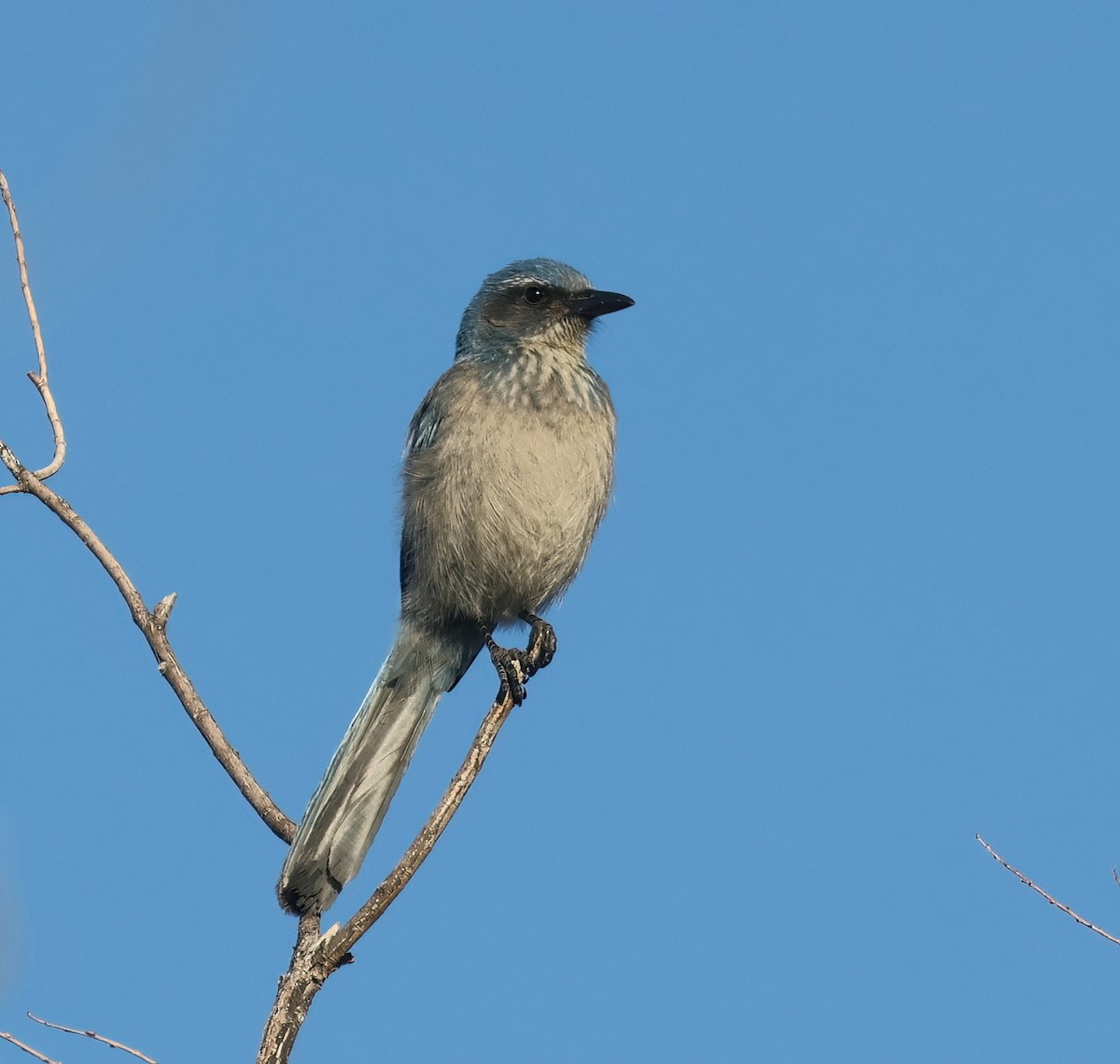 Woodhouse's Scrub-Jay - ML646600115