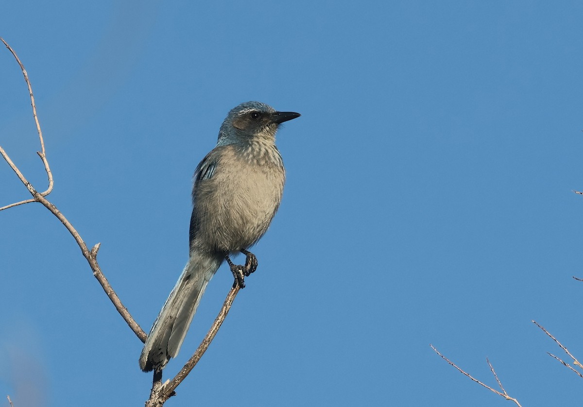 Woodhouse's Scrub-Jay - ML646600116