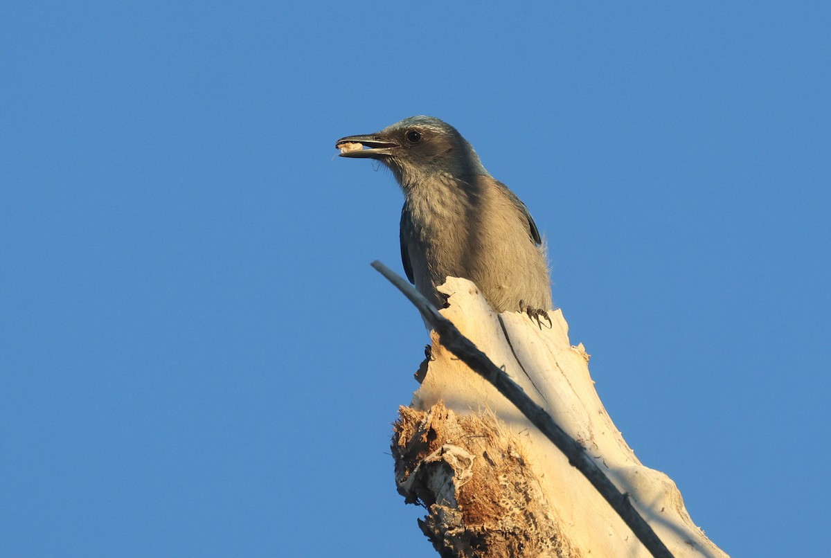Woodhouse's Scrub-Jay - ML646600117