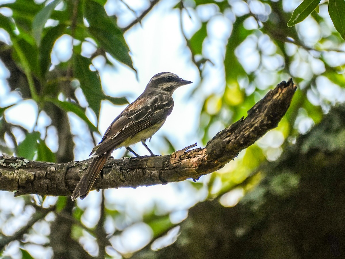 Variegated Flycatcher - ML646600118