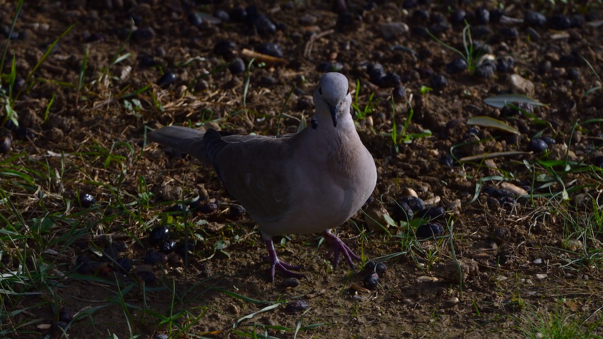 Eurasian Collared-Dove - ML646600119