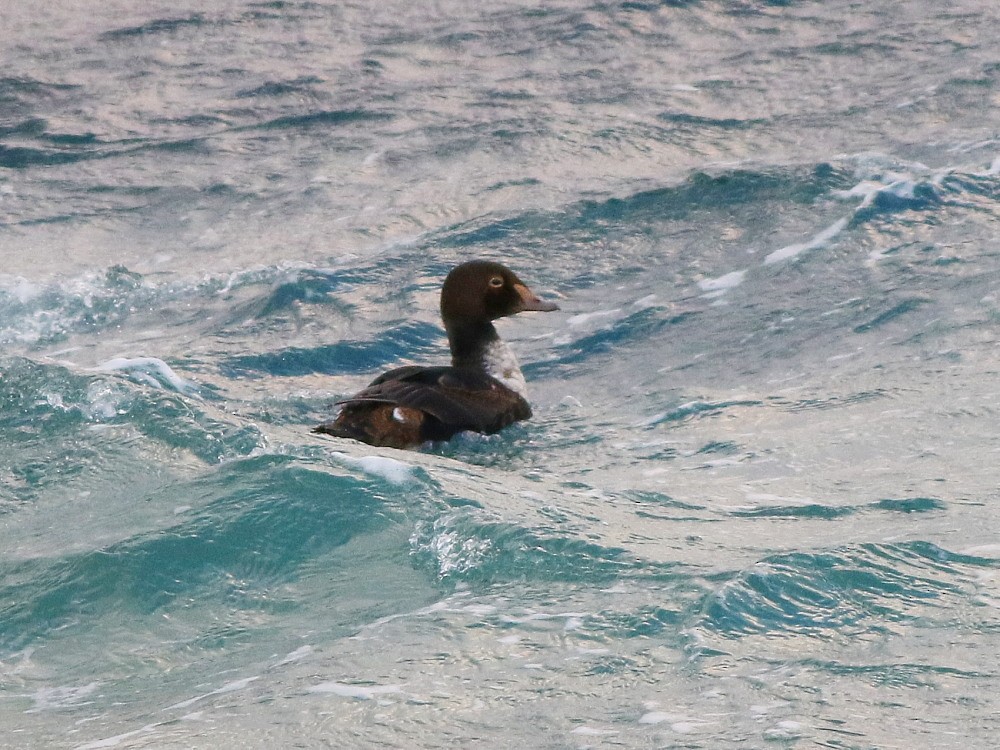 King Eider - ML646600120