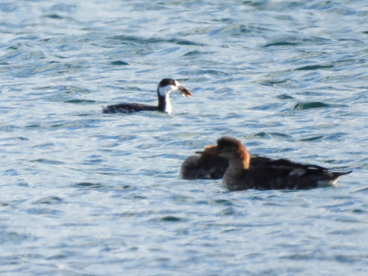 טבלן לבן-לחיים - ML646600122