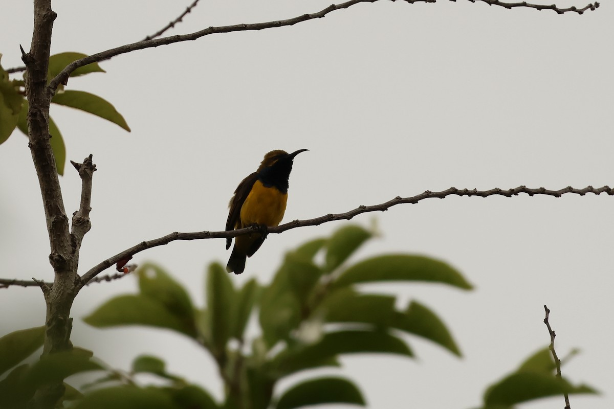 Sahul Sunbird - ML646600123