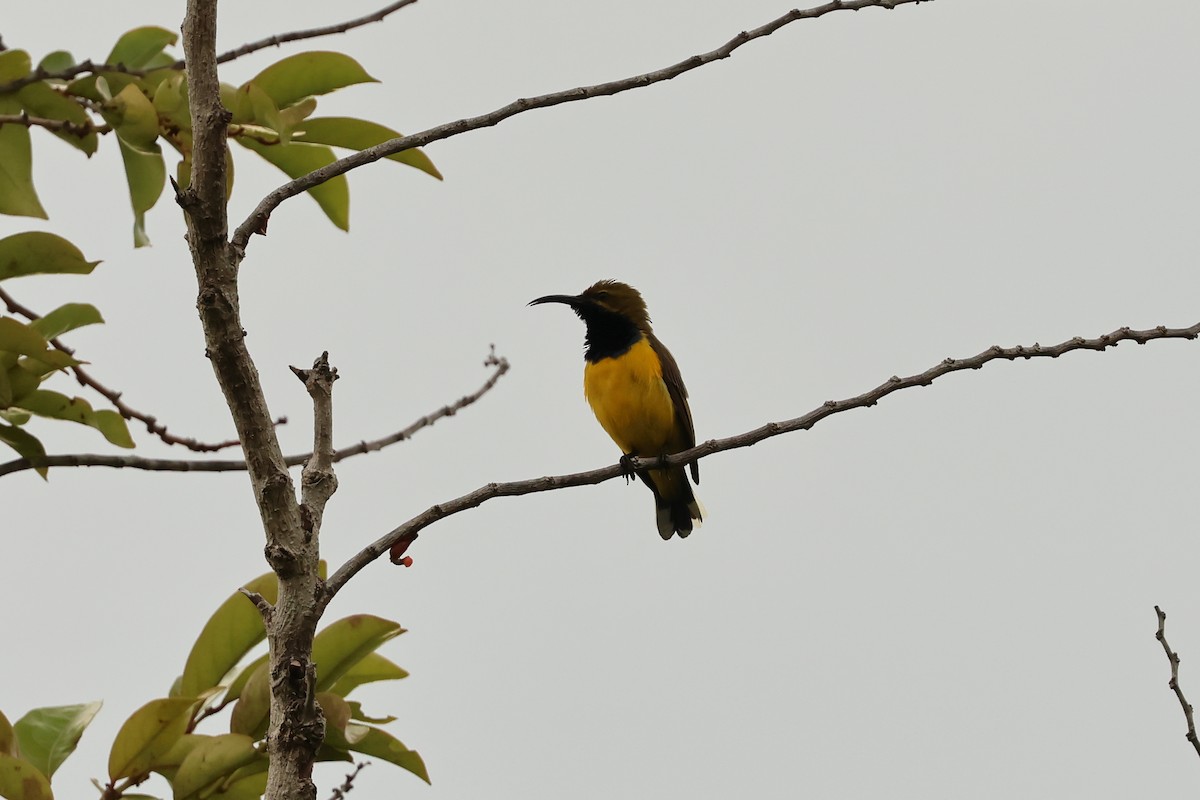 Sahul Sunbird - ML646600124