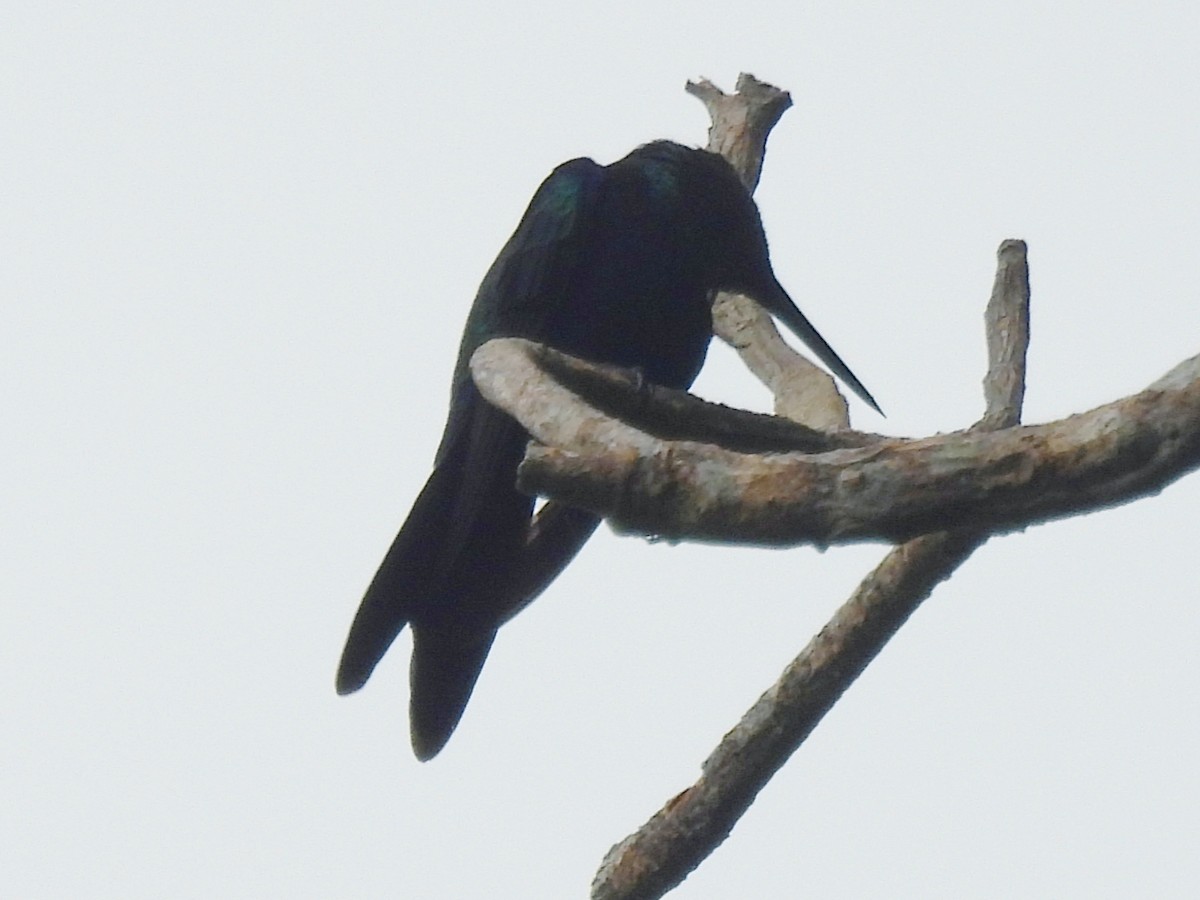 Schwalbennymphe - ML646600125