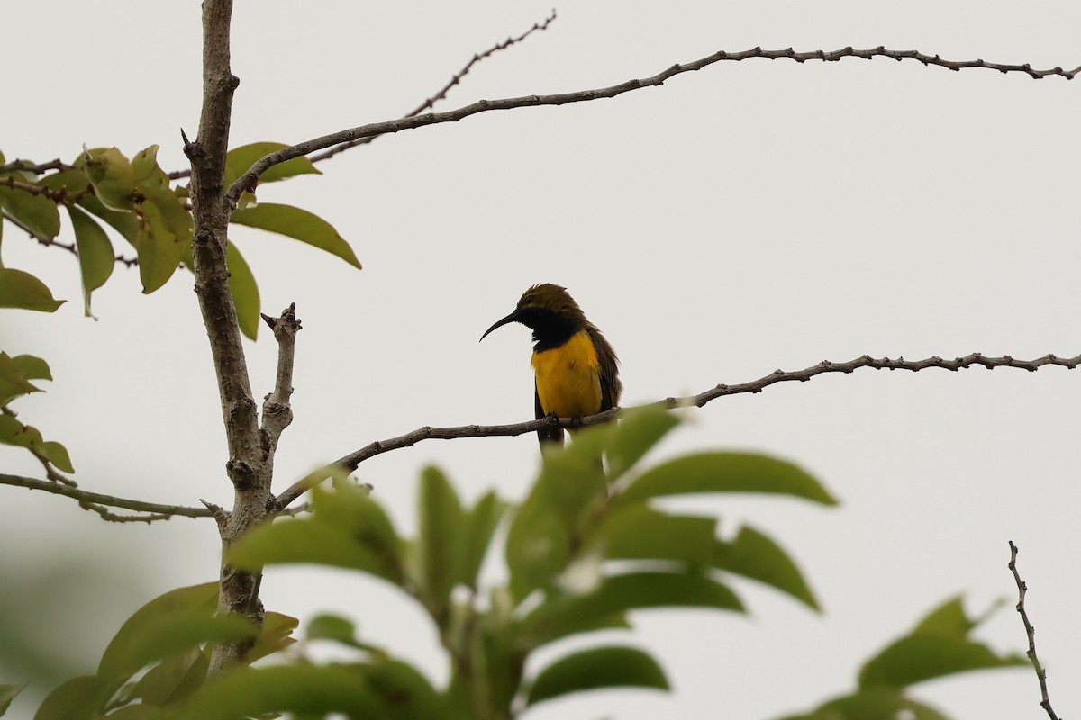 Sahul Sunbird - ML646600126