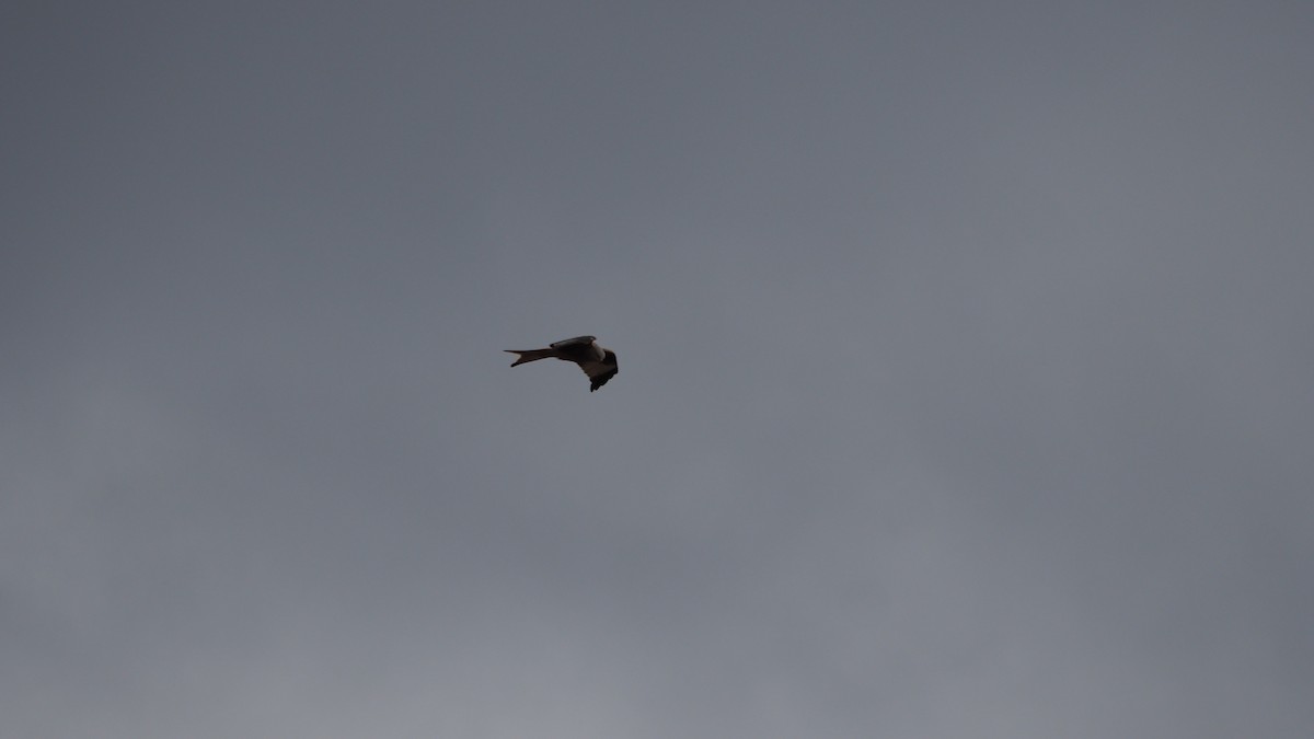 Red Kite - ML646600129