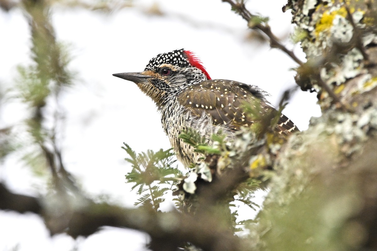 Nubian Woodpecker - ML646600130