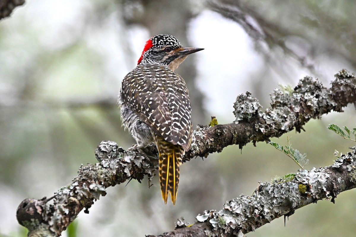 Nubian Woodpecker - ML646600134