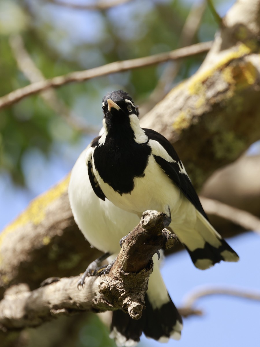 Magpie-lark - ML646600135