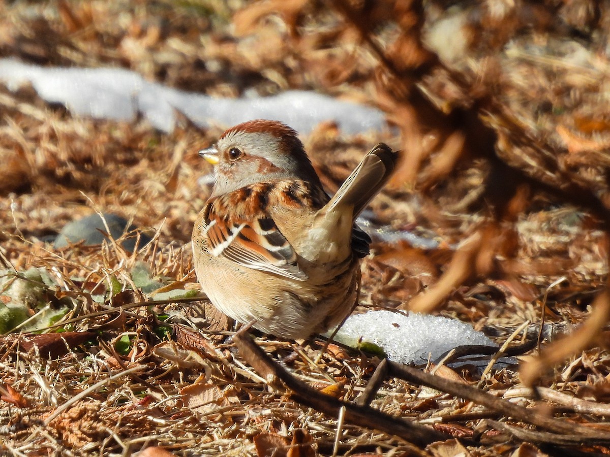 Пасовник північний - ML646600136