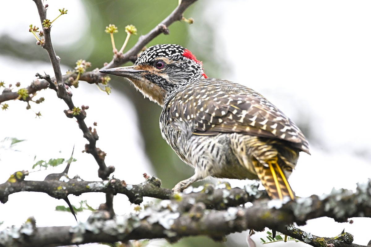 Nubian Woodpecker - ML646600137