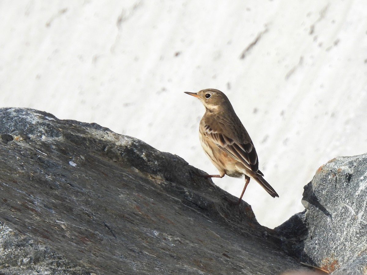 פפיון אמריקני - ML646600138