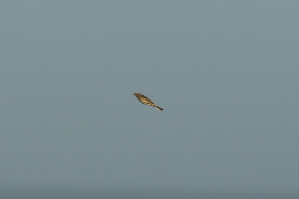 Richard's Pipit - ML646600139