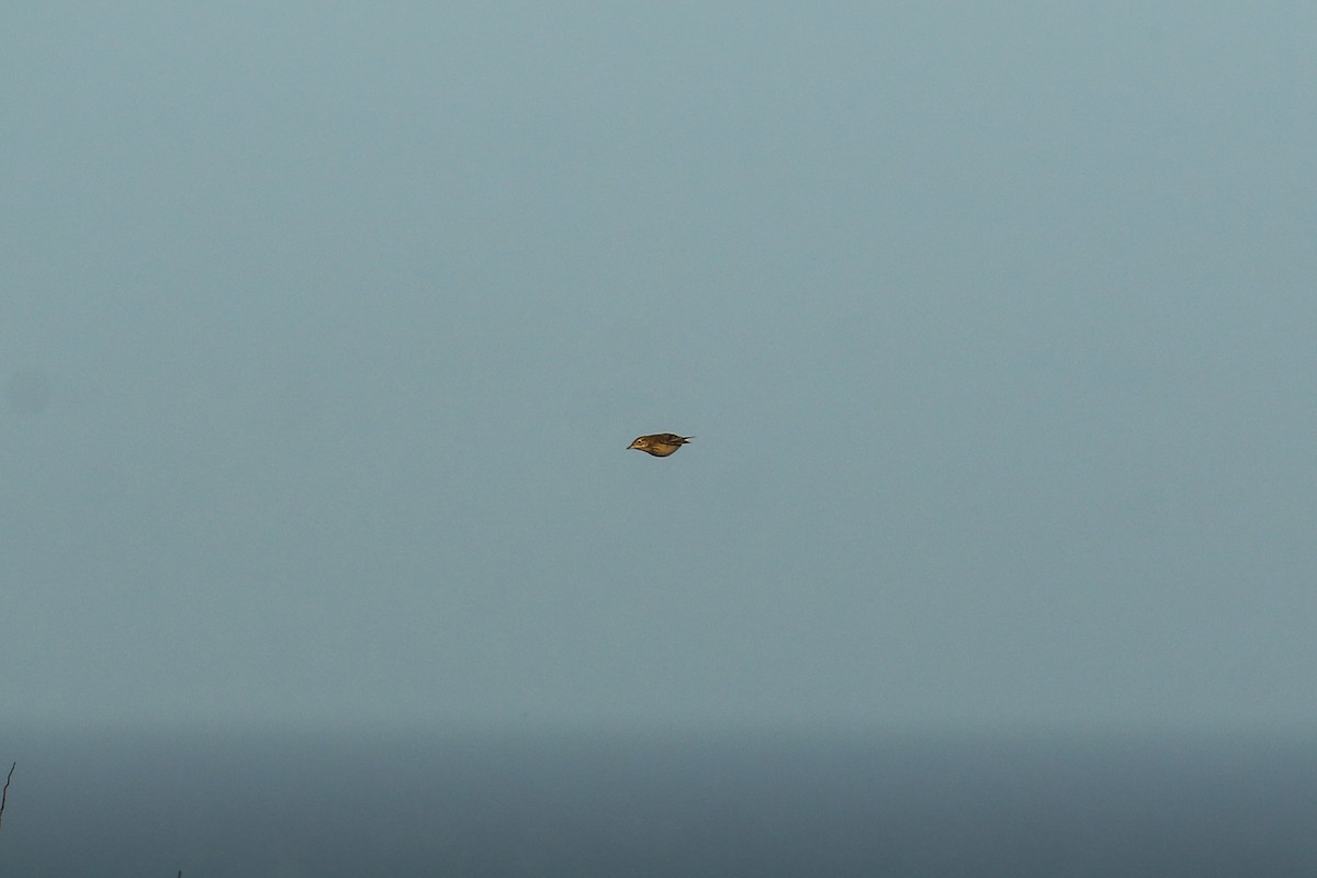 Richard's Pipit - ML646600140