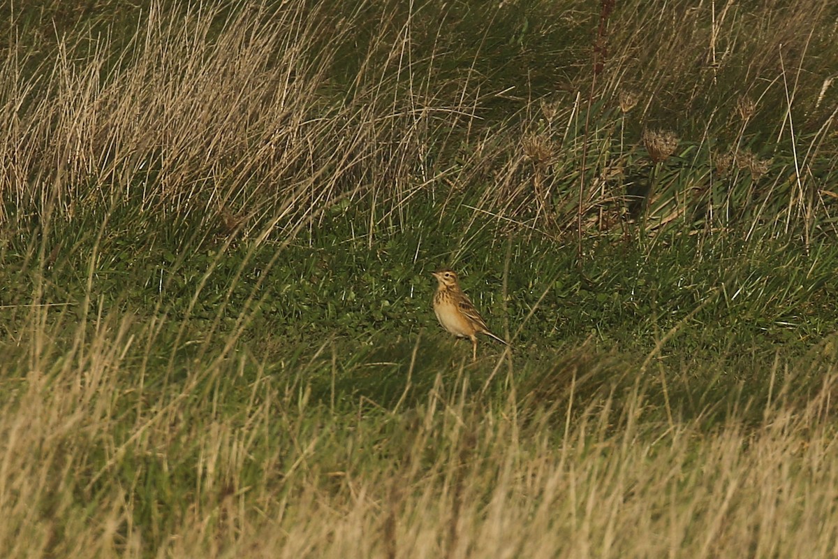 Richard's Pipit - ML646600141