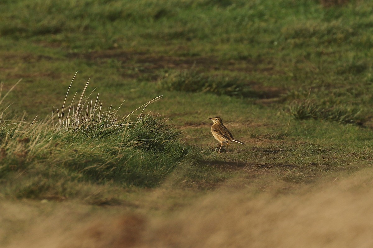Richard's Pipit - ML646600142