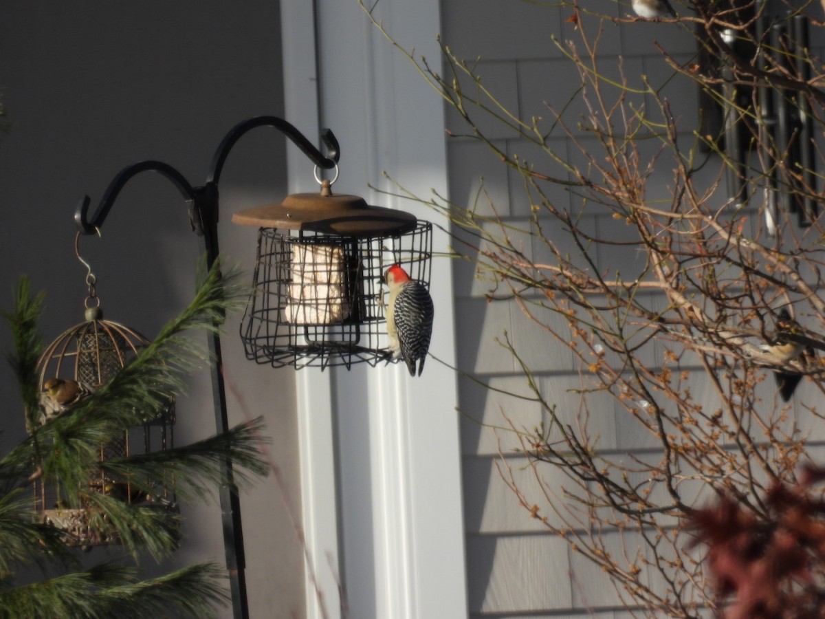Red-bellied Woodpecker - ML646600143